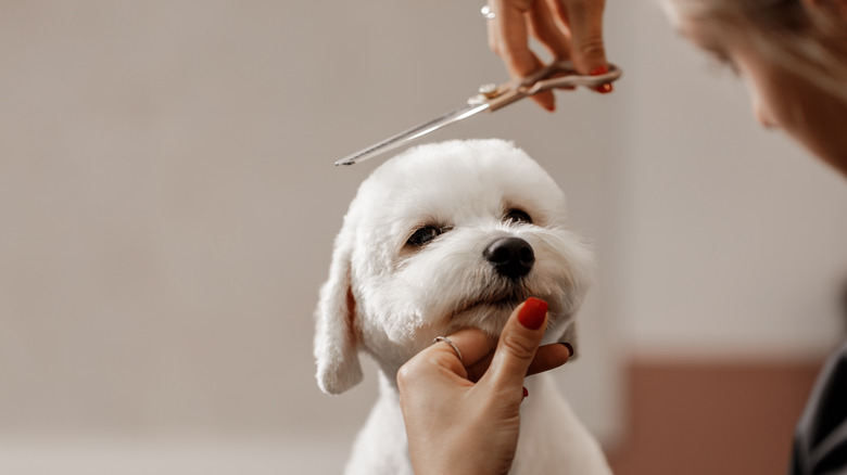 woman grooming dog