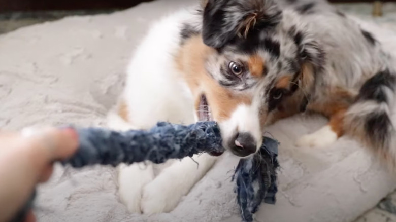 dog with denim toy