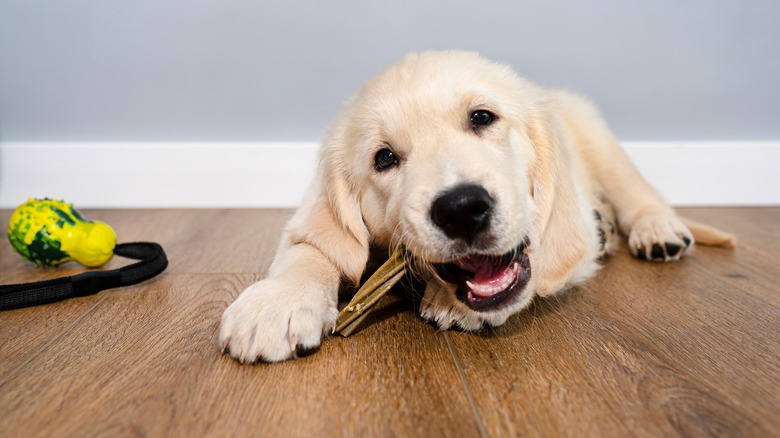 puppy chewing on toys