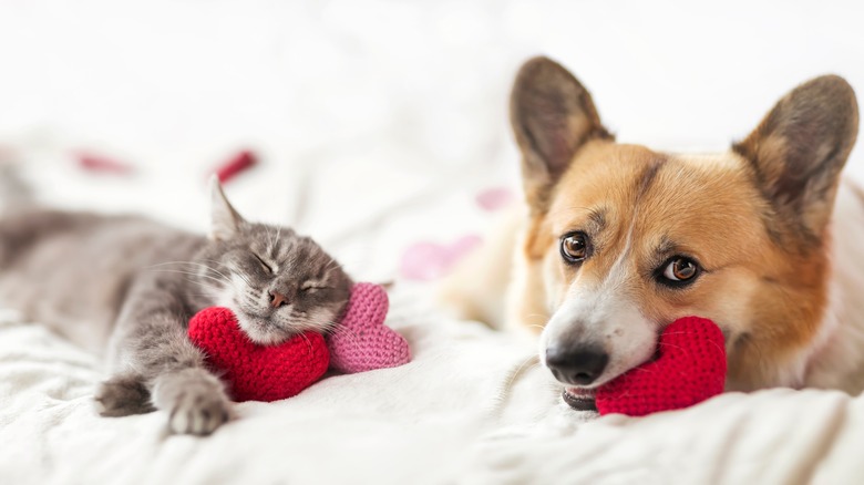 cat and corgi