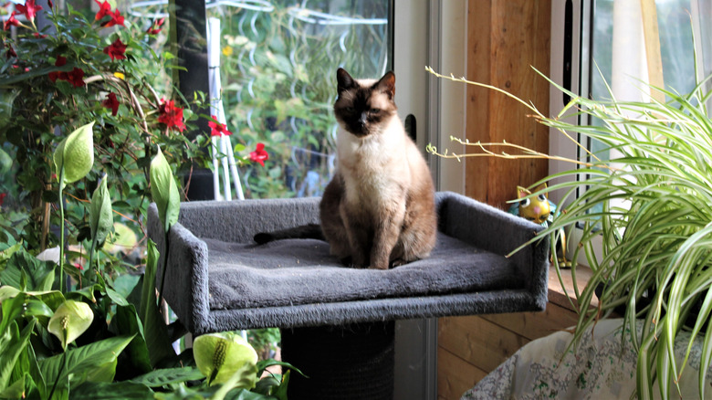 Cat relaxing in sunroom