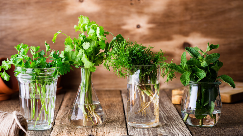 Rooting herbs