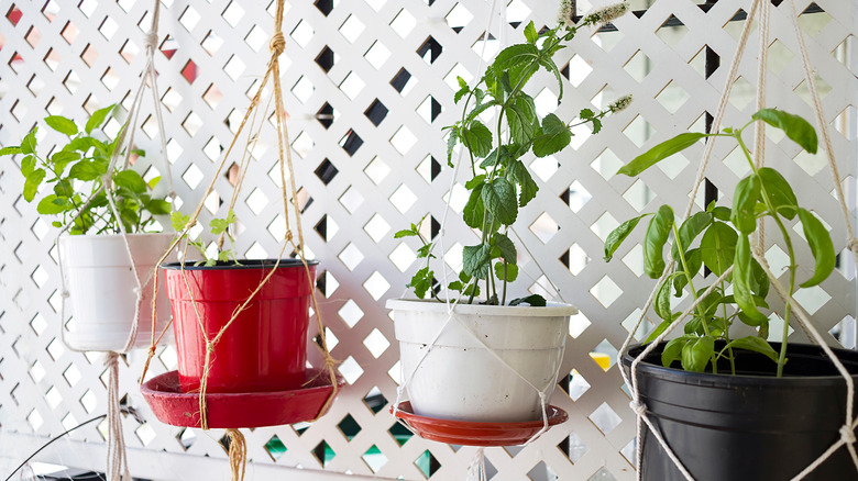 Herbs in hanging pots