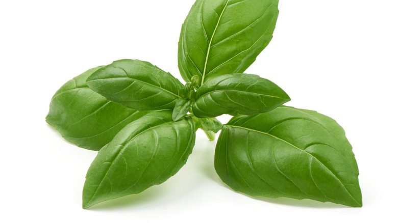 Basil isolated