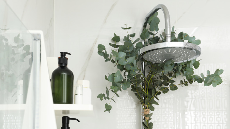 Eucalyptus in the shower