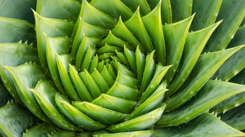 spiral aloe vera