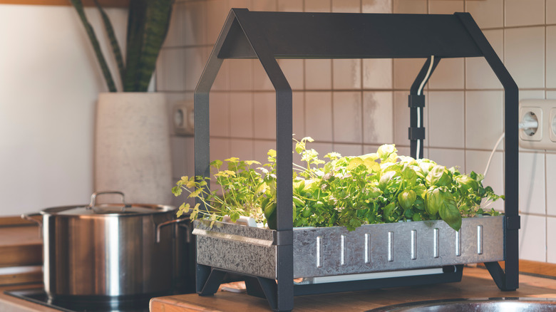 Hydroponic kit in kitchen