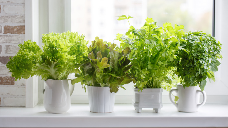 Potted herbs on a windowsill