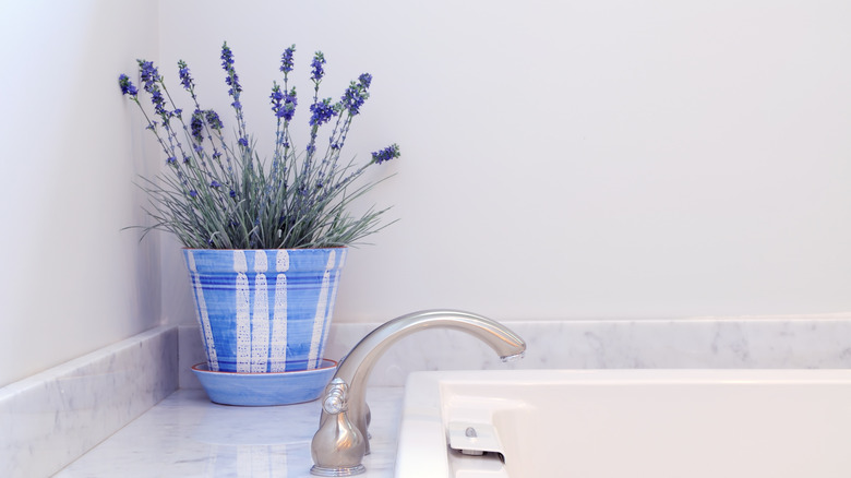 Pot of lavender by faucet