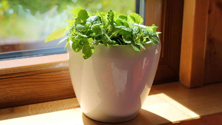 Lemon mint in a pot on a windowsill