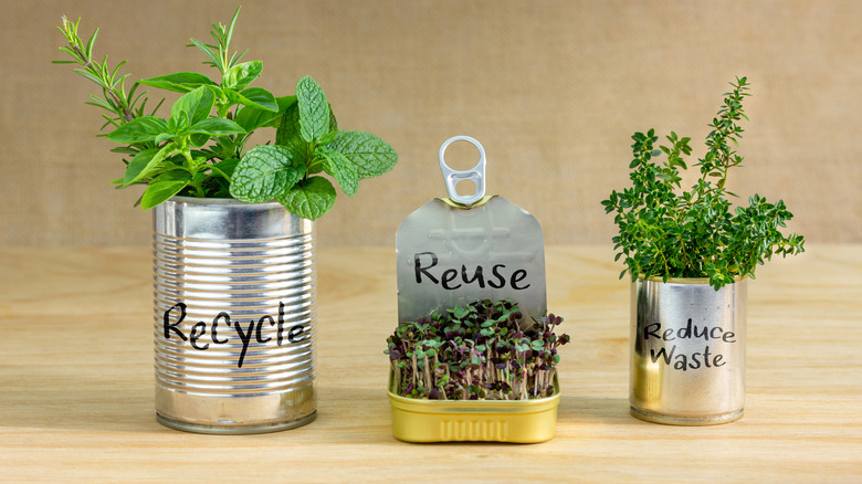 Potted herbs in cans