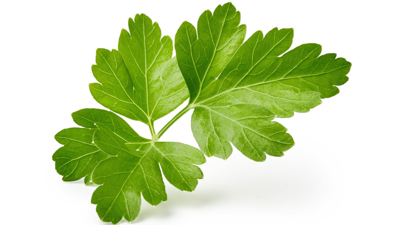 Parsley isolated