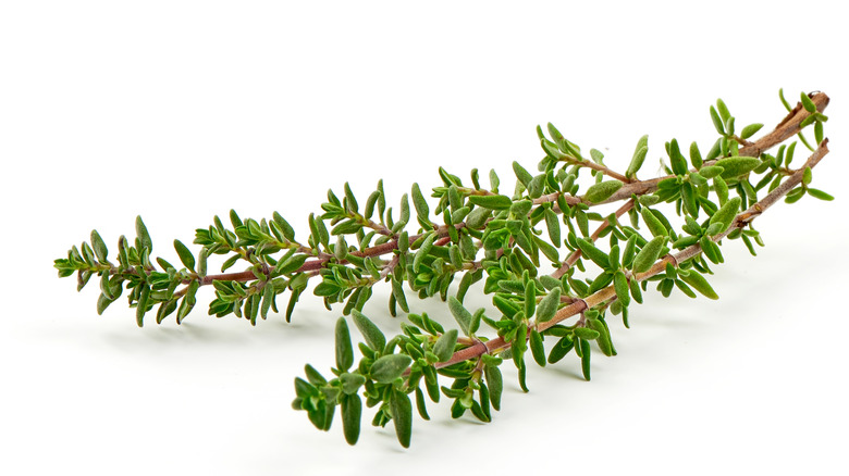 Thyme isolated