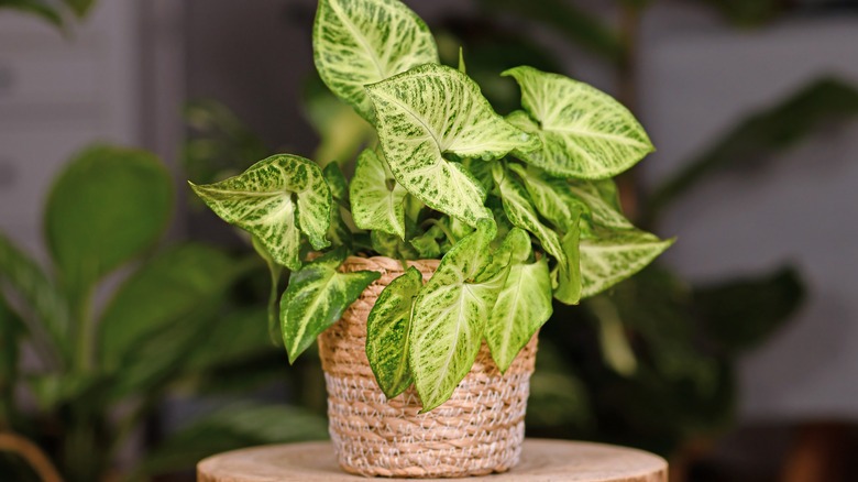 potted arrowhead vine