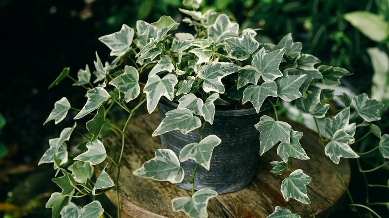 potted english ivy