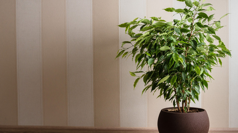 potted ficus benjamina 