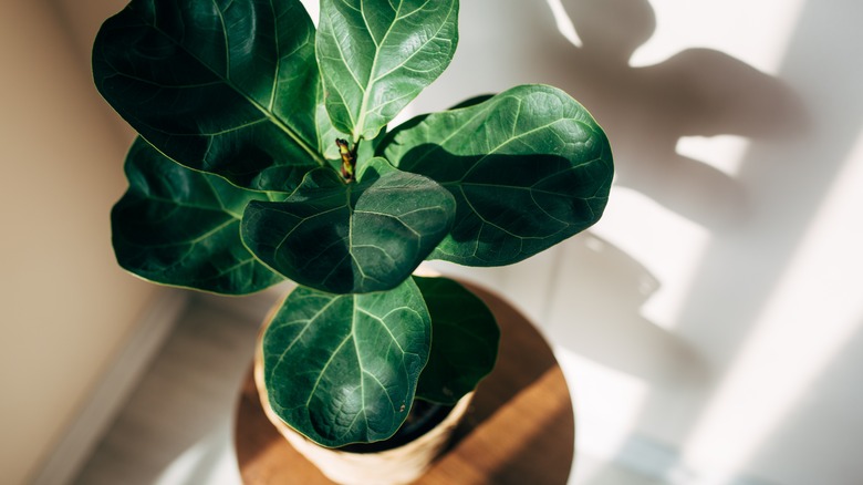 fiddle-leaf fig 