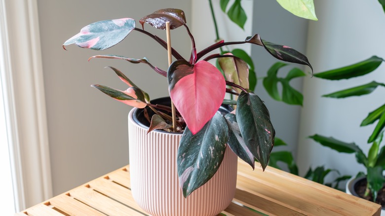 philodendron pink princess