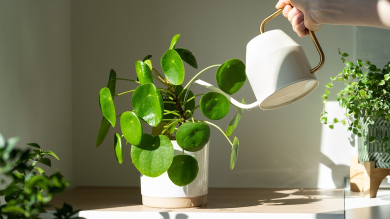 person watering pilea peperomioides