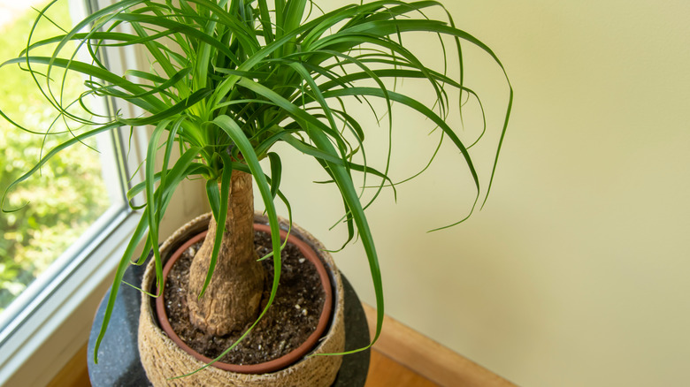 ponytail palm by window