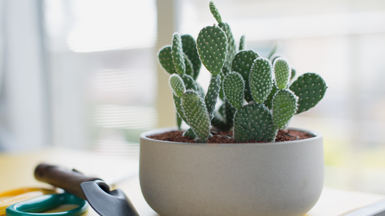 potted cacti