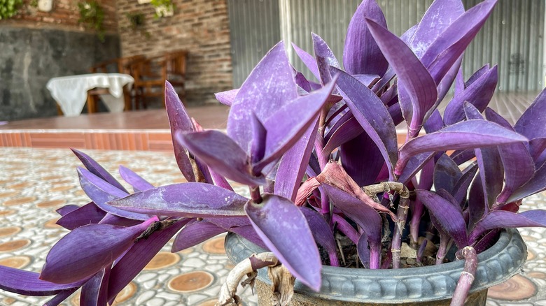 tradescantia pallida in pot