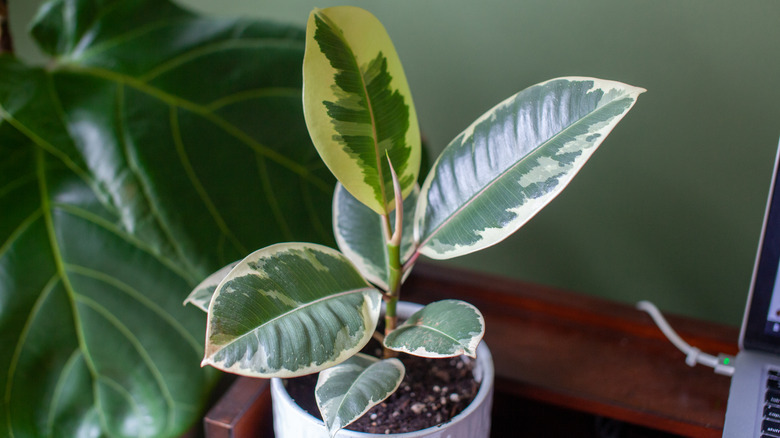 variegated rubber tree