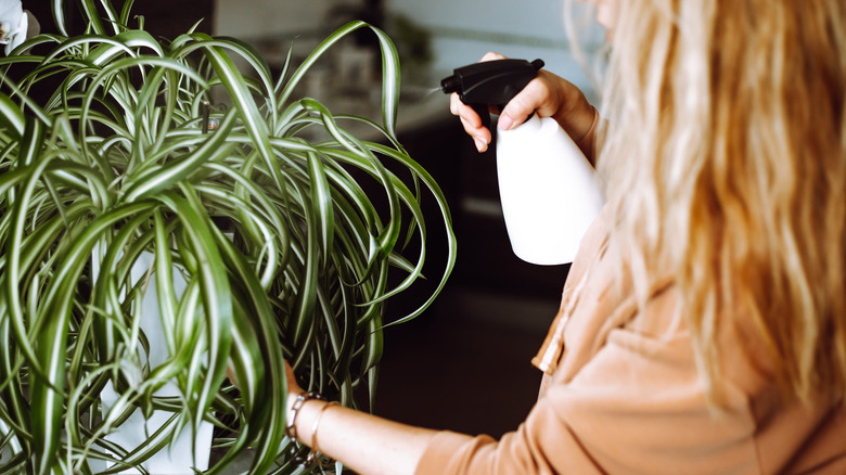 woman misting spider plant