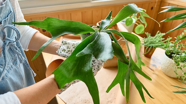 gardener repotting staghorn fern