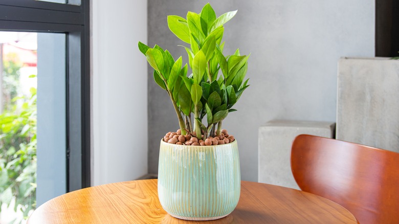 zz plant on table