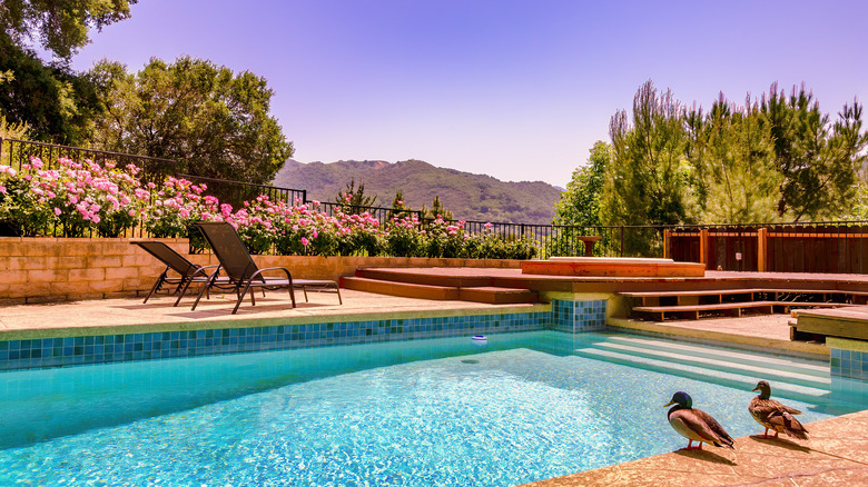 backyard pool privacy with greenery