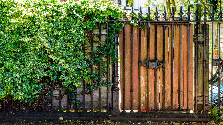 backyard privacy fence