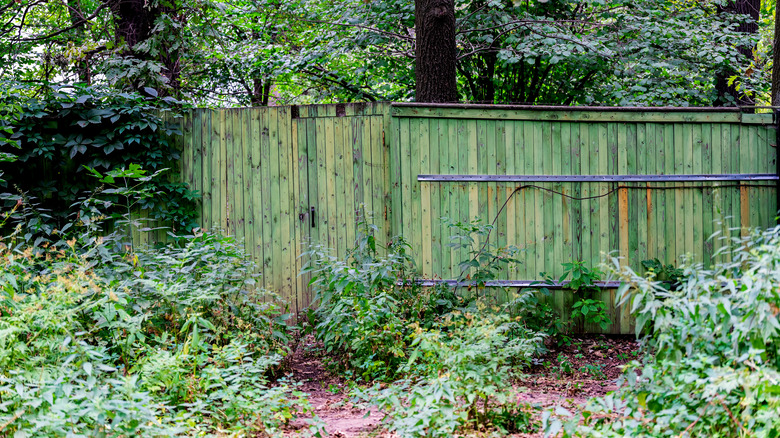 rustic green backyard fence