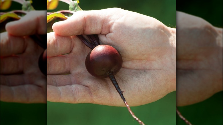 Baby beet being held