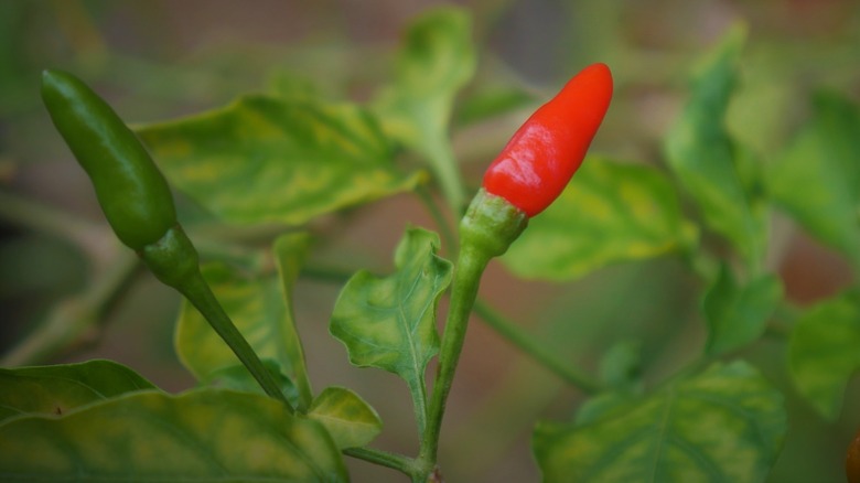 'Birds Eye' peppers on bush