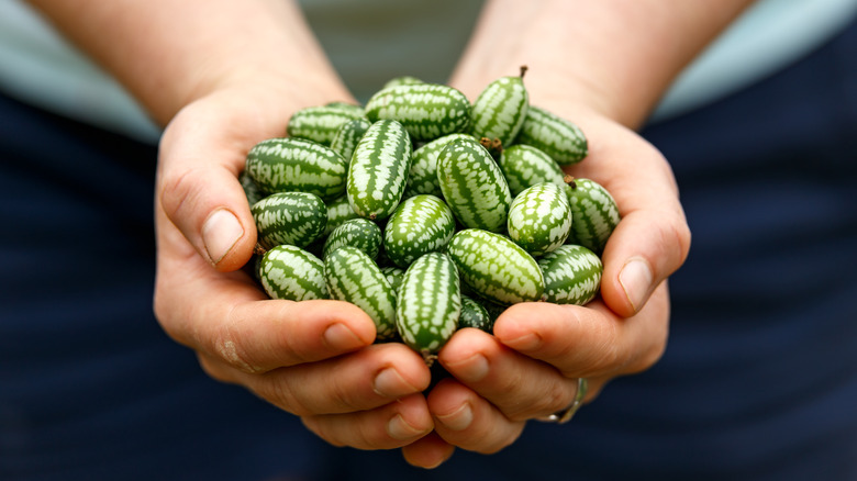 Cucamelon