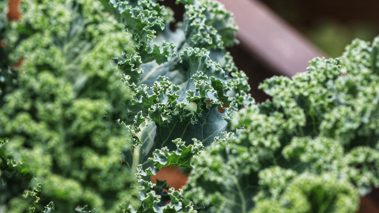 Curled blue green kale leaves