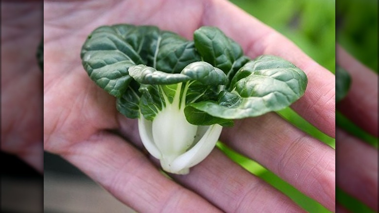 Hedou bok choy in hand