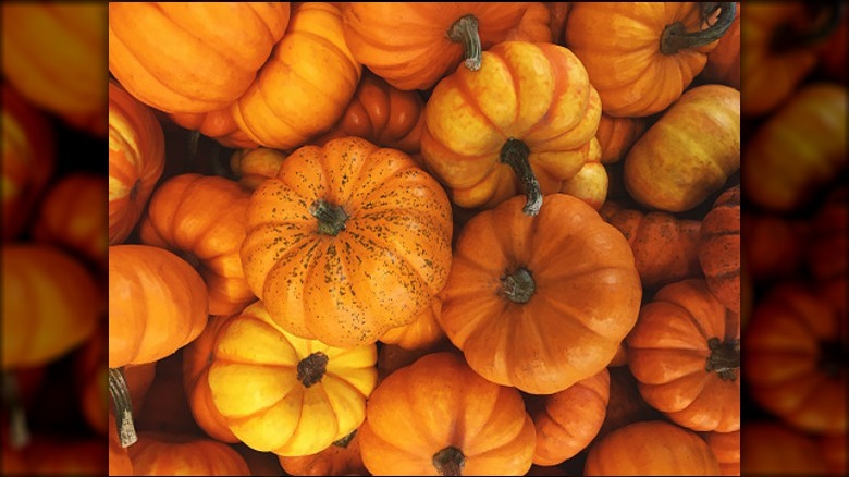 Many little pumpkins in pile