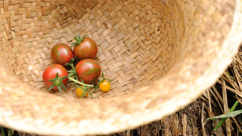 Miniature tomatoes in woven basket