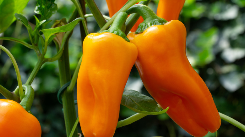 Orange mini bell peppers