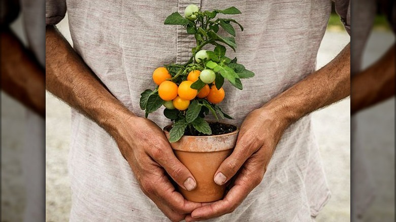 Orange hat tomato plant held