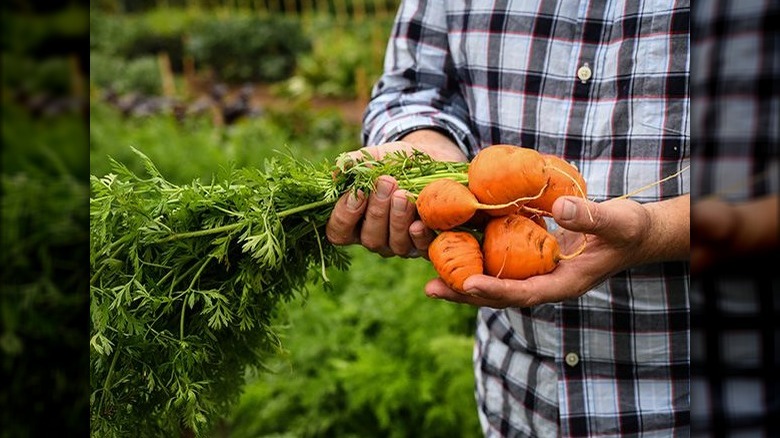 Parisienne carrots in hands