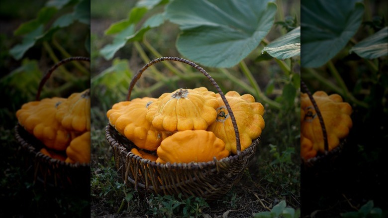 Basket of patty pan squash