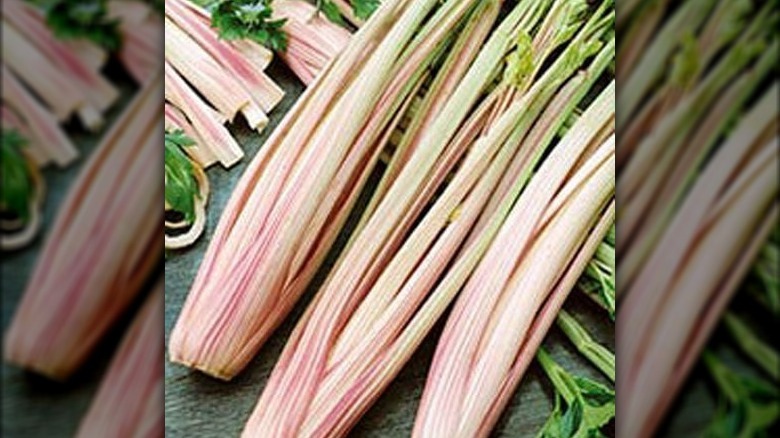 'Peppermint Stick' celery stalks harvested