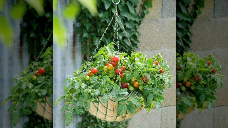 Terenzo tomatoes in hanging basket