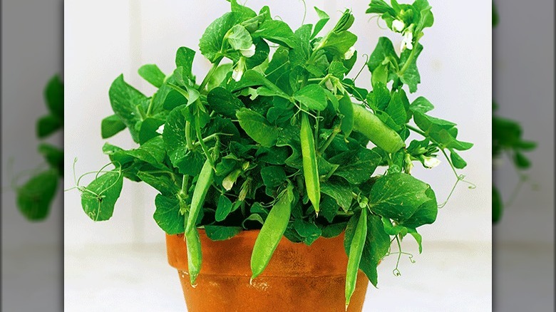 'Tom Thumb' peas in container