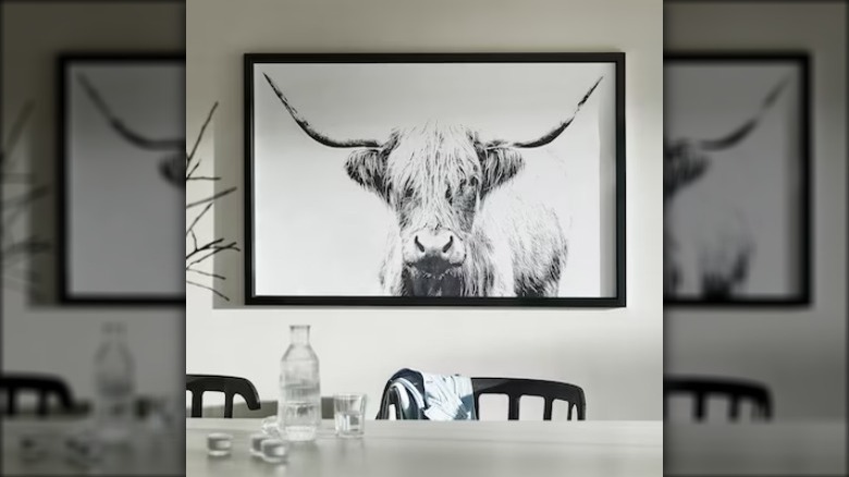 cow photograph on a wall