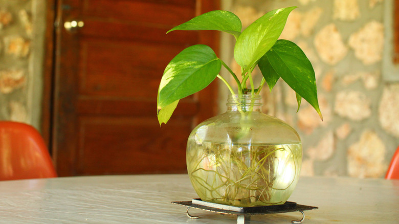 pothos plant propagation in glass jar