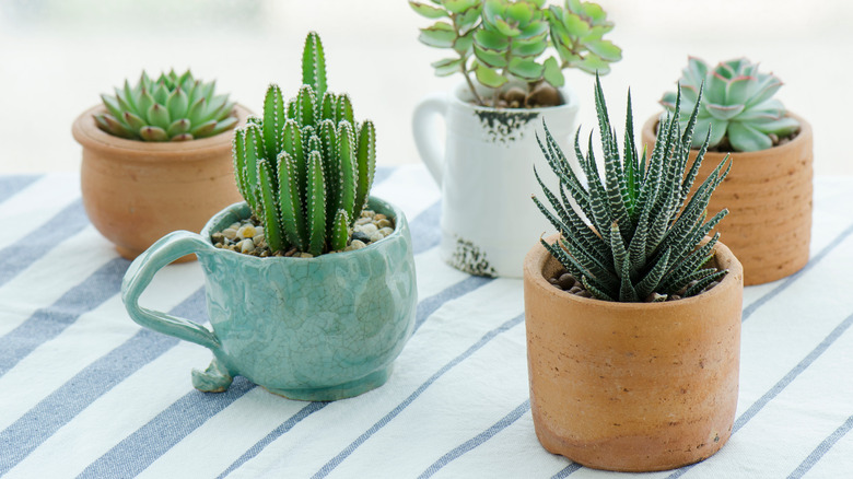 small plants in clay pots